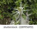 Small photo of Keji shard flower or cat's kumis flower is a plant that is full of benefits, including as an herbal remedy for treating kidney stones in the human body and there are many more benefits from the vile s