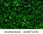 Green bush.