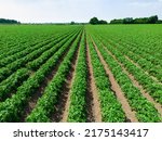 Low level aerial image of a crop of potatoes in a ploughed arable field in the British countryside farmland