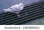 Small photo of glaucous gull (Larus hyperboreus) perched on Vancouver water front in early morning during summer