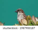 House Sparrow (Pacific Northwest)

The house sparrow is a bird of the sparrow family Passeridae, found in most parts of the world. 