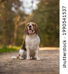 Handsome Beagle Sitting With...