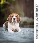 Small photo of Beautiful beagle in the winter scenery. Handsome beagle posing on a beautiful frosty day. Purebred beagle boy looking gorgeous on a cold, snowy day. Dog posing during winter time. Purebred beagle boy