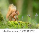 Red Squirrel In Bluebells ...