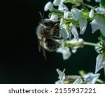 Anthophora Plumipes The Hairy...