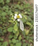 Small photo of Leptosia nina butterfly or psyche or pieridae or wandering psyche or snowflake