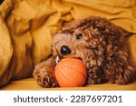 Small photo of A small red curly poodle dog lies on the bed and peep out from yellow blanket with orange ball close-up. Front view