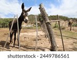  brown donkey in corral. mule...