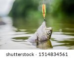 Small photo of Bait spoon fishing accessory. Victim of poaching. On hook. Trout caught. Fish hook or fishhook is device for catching either by impaling in mouth. Fish in trap close up. Fish open mouth hang on hook.