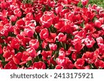 Small photo of Flower of tulip. Flowering nature closeup. Macro of flowering tulip. Tulip flower. Natural flower plant. Flora nature. Bright blooming flower in nature. Tulip field background. Bulb flowers
