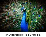Portrait of beautiful peacock...