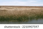 Small photo of Crossing Lake Titicaca on a small boat, in broad daylight, with miles of reeds on the horizon, as far as the eye can see, path and navigation. Farm or local transport work, reed farming