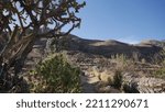 Small photo of The desert, dry and torrid nature of the surroundings of the viewpoint of Ocolle du Perou, walk and walk on a path along the high mountains, ruines Uyu Uyu. Branches of cactus or thorns