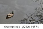 A Duck Swimming Towards One...