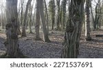 Small photo of Trees without leaves and near a path, more or less strongly lit by the sun, autumn season, empty forest environment, nobody, few steps, inescapable natural beauty, path for relaxation or health