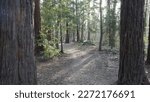 Small photo of Trees without leaves and near a path, more or less strongly lit by the sun, autumn season, empty forest environment, nobody, few steps, inescapable natural beauty, path for relaxation or health