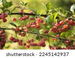 Small photo of The spindle bush with little pink capsular fruit. European spindle branches with four-valved ripe pink fruit - open and closed some orange seeds revealed. Decorative and poisonous common spindle.