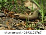 Small photo of Head of slow worm in focus. Shiny light brown lizard skin and little brown eye. Deaf adder slithering on a ground between green grass stems and fallen needles. Blue spots on blindworm's skin.