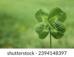 One four leaf white clover with ...