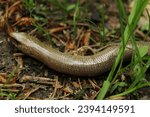 Small photo of Head and back of a slow worm in focus. Shiny light brown lizard skin from above. Deaf adder slithering on a ground between green grass stems and fallen needles. Blue spots on blindworm's skin.