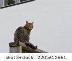 Small photo of Ten year old pet cat Kalle sitting on a fence in the garden