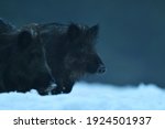 Wild boar portrait late in the evening at winter. Feral pig portrait on snow.