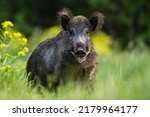 Big male wild boar with tusks...