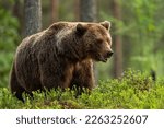 European brown bear in forest...
