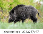 Big male wild boar walking with forest background