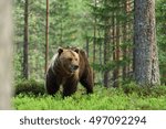 Brown Bear  Forest Background