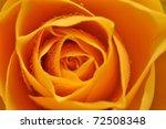 Wet Yellow Rose Detail