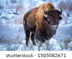 Small photo of American Bison, cower with snow in winter, Yellowstone National Park