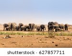 Herd Of African Elephants...
