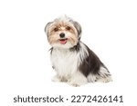 Small photo of Cute maltese puppy isolated on white background