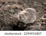 Small photo of Field vole or short-tailed vole (Microtus agrestis) walking in natural habitat green forest environment.