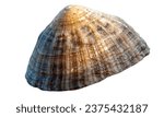 Small photo of Limpet shell isolated on white background. sea shell close-up.