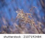 Small photo of Close-up of a dried canada goldenrod flower on a cold January day with blurred snow and vegetation in the background