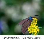 Small photo of Close-up of a virgina ctenucha tiger moth collecting nectar from a yellow treacle mustard wildflower that is growing in a meadow on a warm summer day in june with a blurred background.