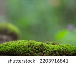 Natural green moss for product presentation or packaging. Background for cosmetic products. A pedestal for an empty show.