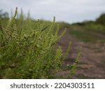 Small photo of ragweed blooming, ragweed blooming near the road, ragweed pollen allergen