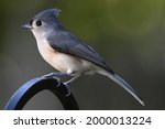 Tufted Titmouse Waiting For A...