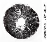 Small photo of spore print psilocybe cubensis magic mushrooms spores