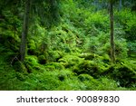 Dense Evergreen Forest On The...