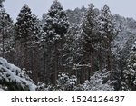 It Is A Cedar Tree With Snow...