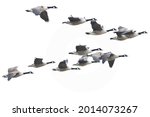 Gaggle of canada geese in...