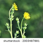 Two Compass plant blooms which belong to the Rosinweeds family.  Prophetstown State Park 