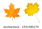 Two Maple Colored Leaves....