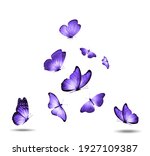 Soaring Purple Butterflies...