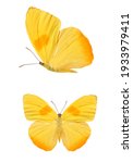 Two yellow butterflies isolated ...