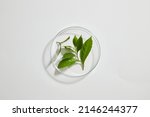 Small photo of Top view of green tea extract decorated in petri dish and laboratory equipment in white background